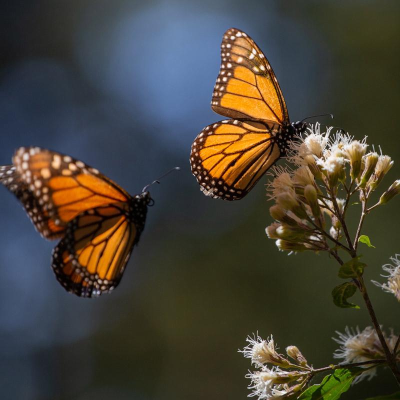 Mariposa monarca