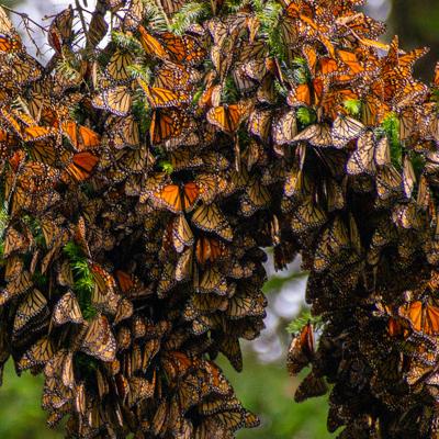 Mariposa monarca, emblema de Michoacán