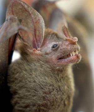 Heroes Verdes México: Fauna