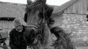 El caballo de Turín