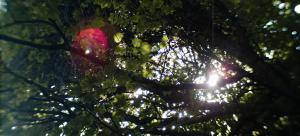 Ñuuyii (La Tierra)