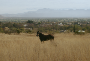 El perro negro